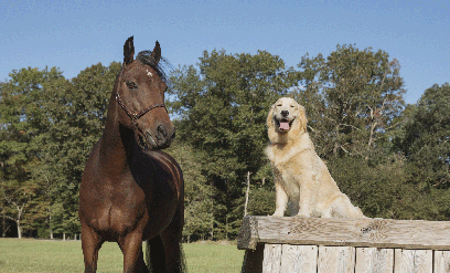 dog and horse by fence